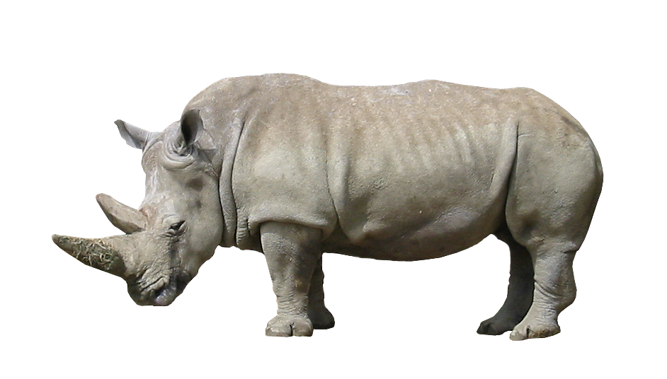 صورة حيوان وحيد القرن عالية الدقة بدون خلفية Rhinoceros Animal