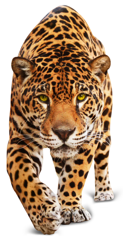 صورة نمر عالية الدقة بدون خلفية tiger leopard png
