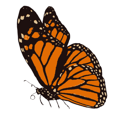صورة فراشة برتقالية مميزة بدون خلفية butterfly png