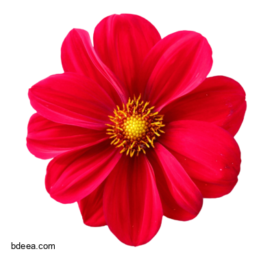 صورة زهرة حمراء أضالية جميلة Dahlia Flower png