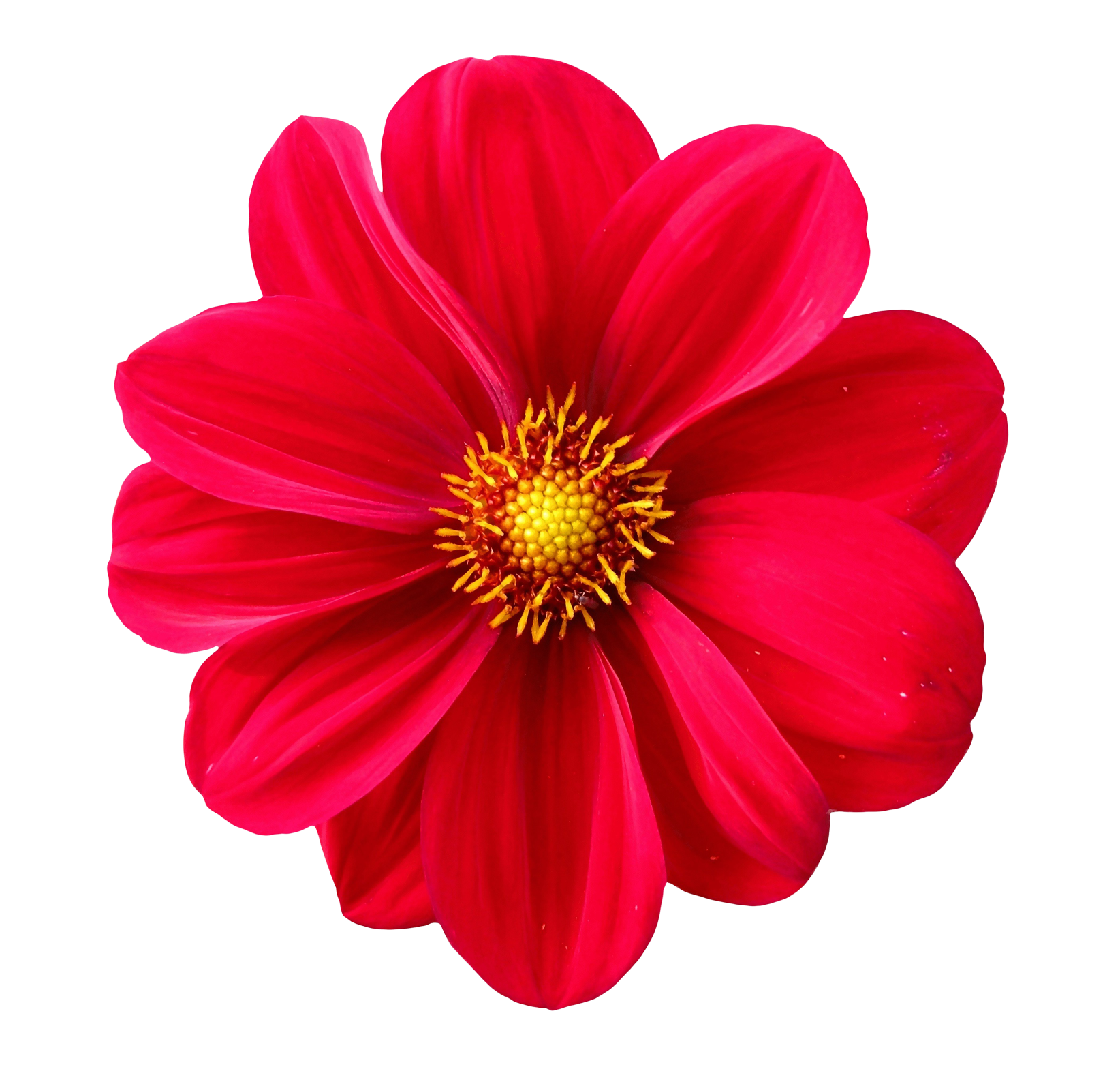 صورة زهرة حمراء أضالية جميلة Dahlia Flower png