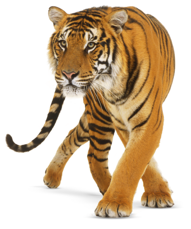 صورة نمر حقيقي عالية الدقة Tiger transparent png