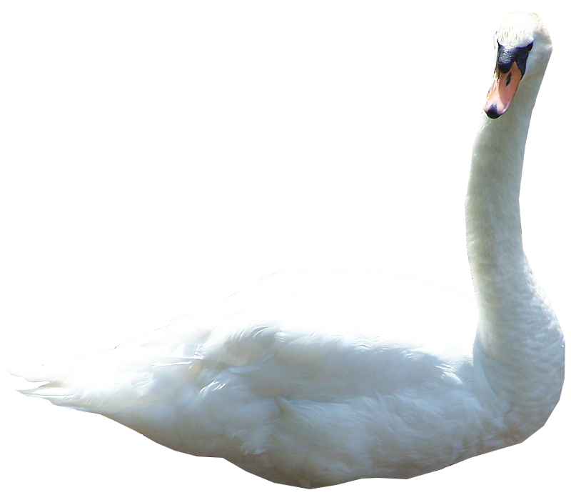 صورة بجعة كبير بيضاء جالسة على الارض بجع Swan PNG
