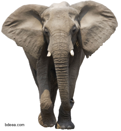 صور فيل كبير افريقي عالية الدقة بدون خلفية Elephant png