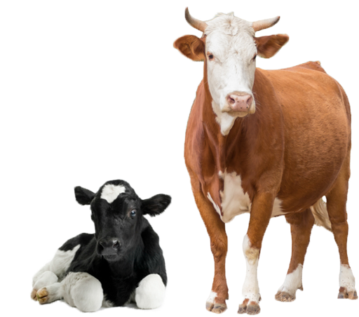 صورة بقرتين مراعي عالية الدقة بقرة كبيرة وصغيرة Brown Cows png
