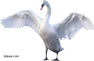 صورة بجعة كبير بيضاء تفتح جناحيها دقة عالية Swan PNG