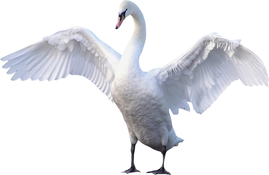 صورة بجعة كبير بيضاء تفتح جناحيها دقة عالية Swan PNG