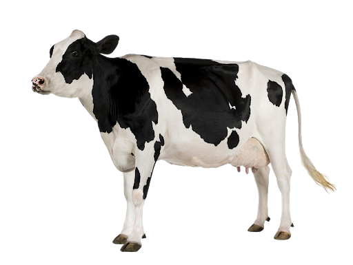 صورة بقرة عالية الدقة حيوان البقرة كبيرة كاملة Cow png
