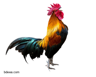 صورة ديك بلدي احمر صغير عالية الدقة Rooster PNG