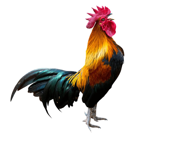 صورة ديك بلدي احمر صغير عالية الدقة Rooster PNG