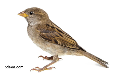 صورة عصفور بلدي لون بني دويري عادي بدون خلفية Sparrow PNG