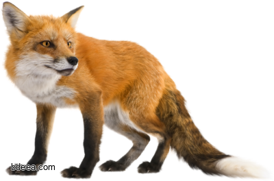 صورة حيوان الثعلب حقيقي ثعلب يترصد لفريسة دقة عالية Fox png