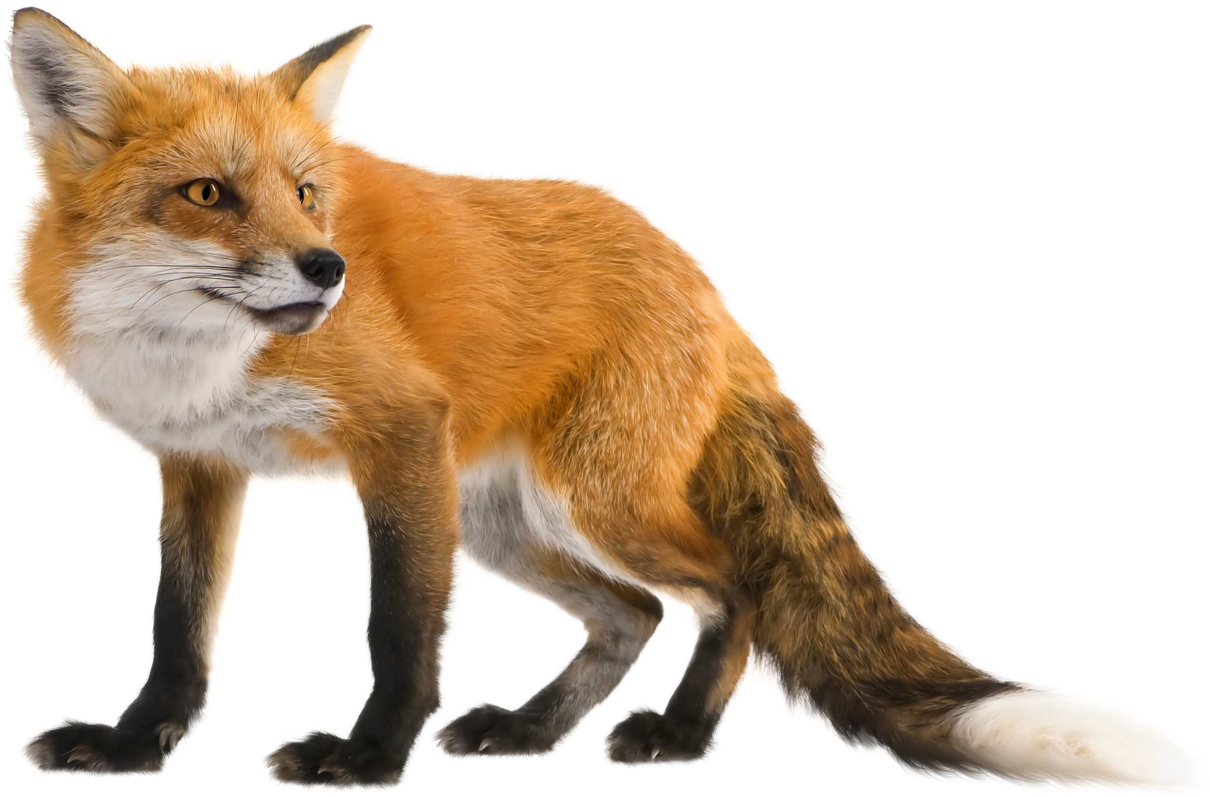 صورة حيوان الثعلب حقيقي ثعلب يترصد لفريسة دقة عالية Fox png