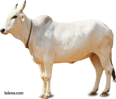 صورة بقرة بيضاء عالية الدقة بقرة كبيرة لون ابيض White Cow png