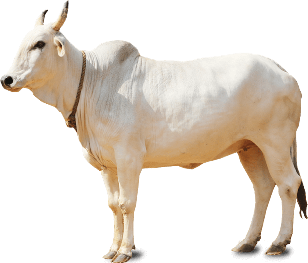 صورة بقرة بيضاء عالية الدقة بقرة كبيرة لون ابيض White Cow png