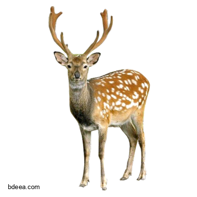 صورة غزال كبير حقيقي منقط ابيض عالية الدقة Deer PNG