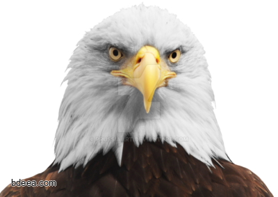 صورة رأس نسر كبير صور طائر النسر Bald Eagle png