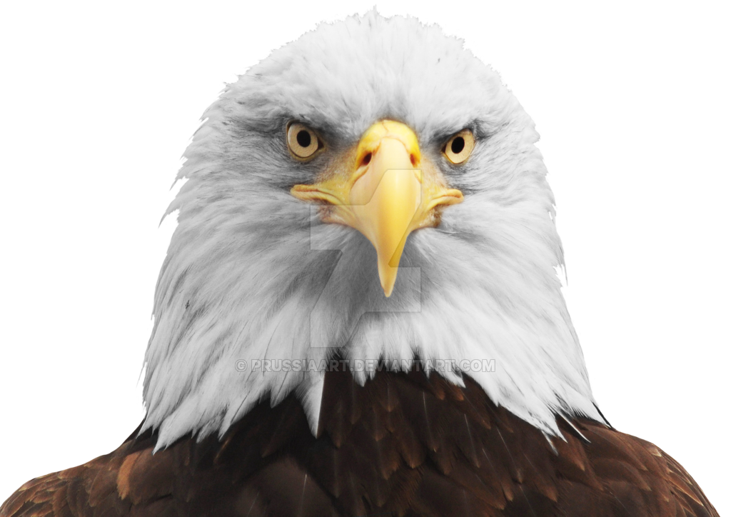 صورة رأس نسر كبير صور طائر النسر Bald Eagle png