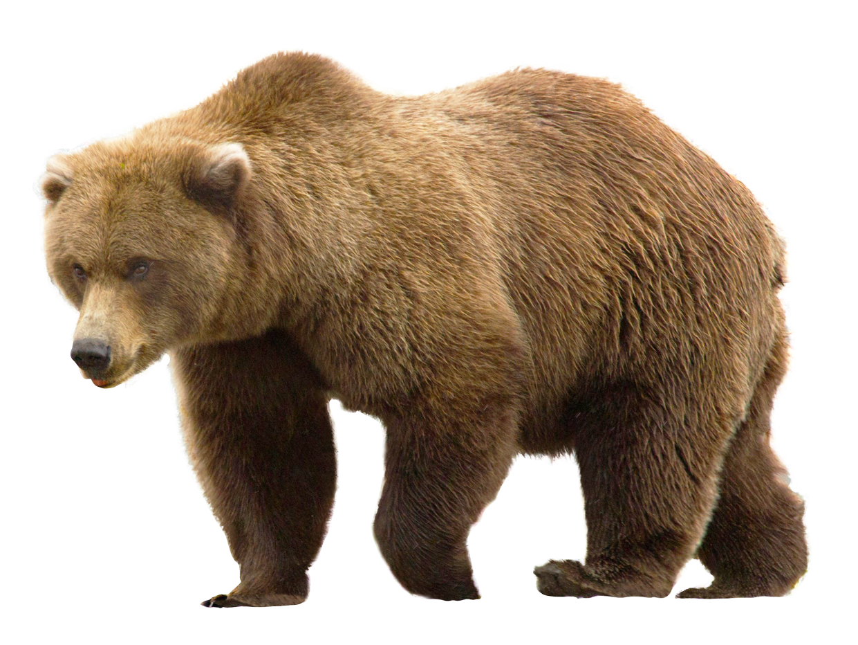 صورة دب حيوان الدب بني في الغابة دب كبير Brown bear png
