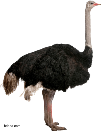 صورة طير النعام عالية الدقة بدون خلفية Ostrich PNG