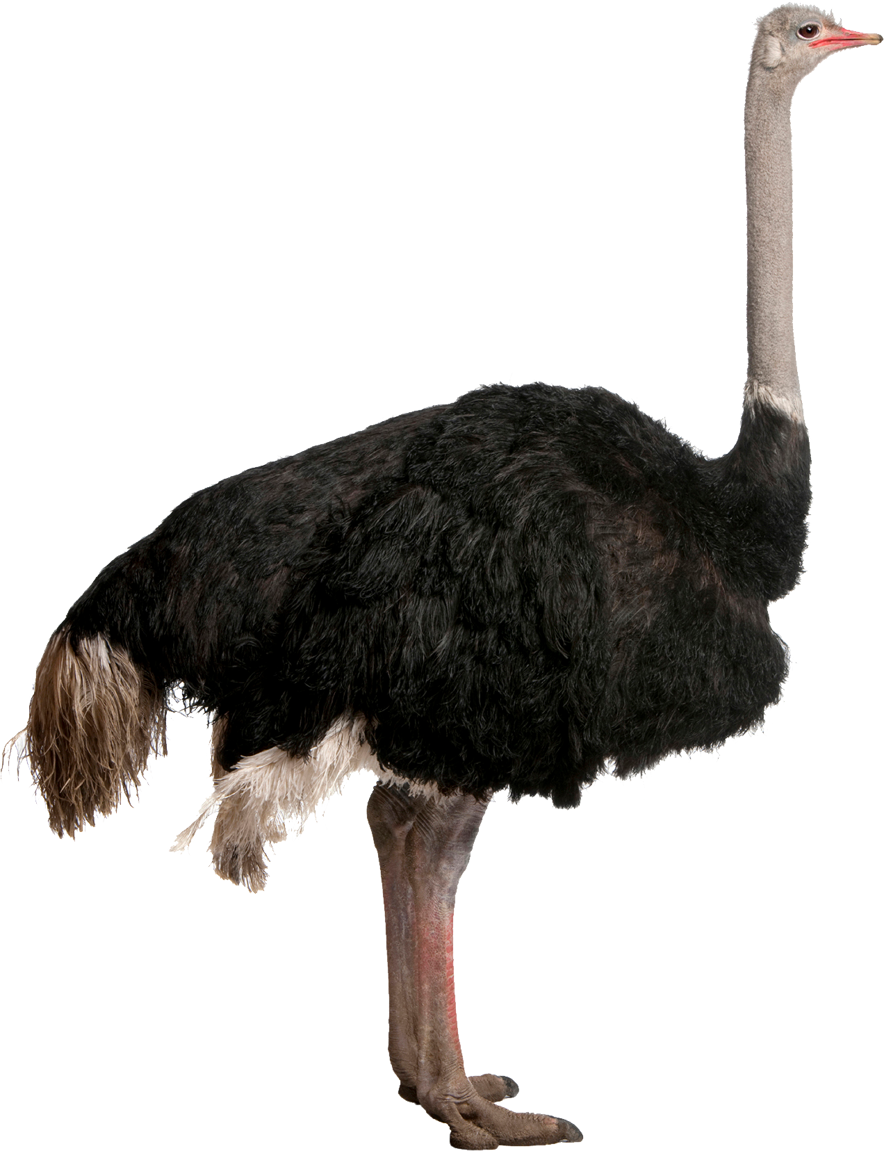 صورة طير النعام عالية الدقة بدون خلفية Ostrich PNG