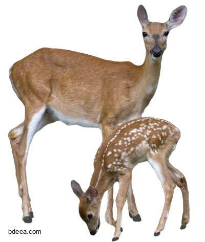 صورة غزال حيوان الغزال البري مع ابنه عالية الجودة Barasingha Deer PNG