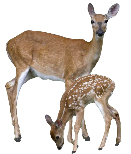 صورة غزال حيوان الغزال البري مع ابنه عالية الجودة Barasingha Deer PNG