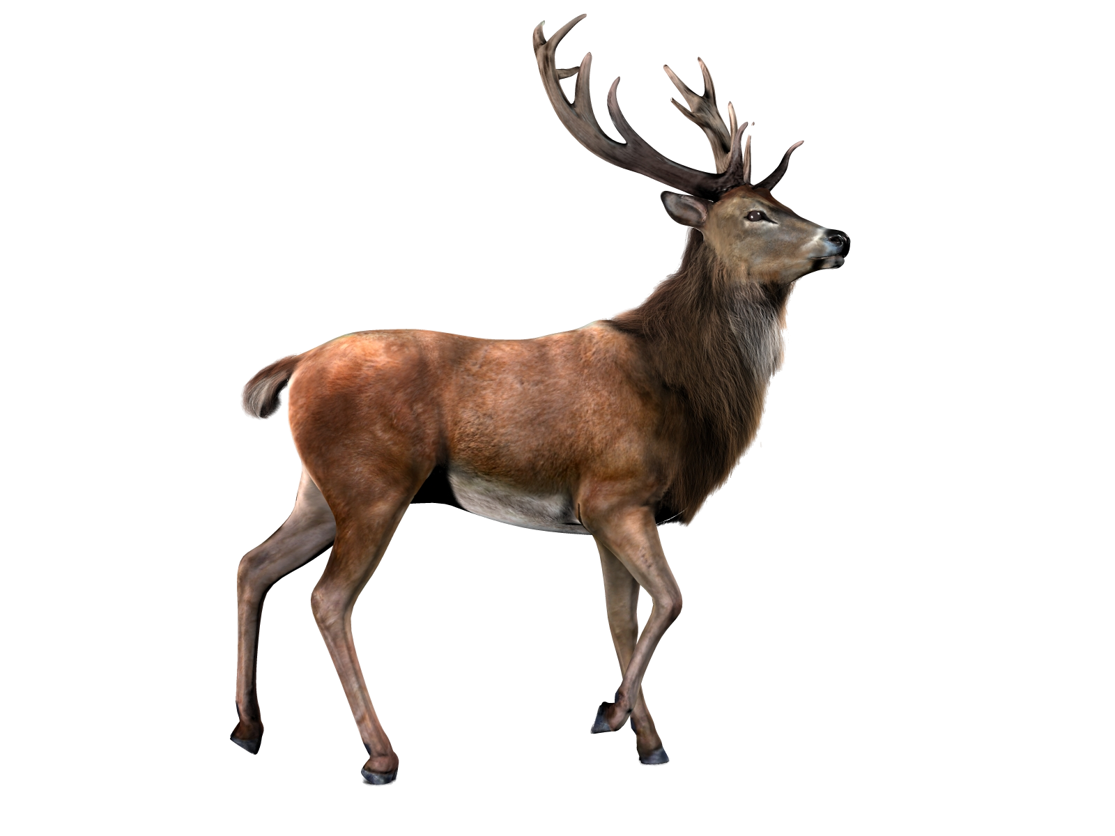 صورة غزال ذو قرون كبيرة عالية الدقة حيوان الغزال البري Deer PNG