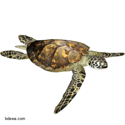صورة سلحفاة بحرية حيوان سلحفاة البحر عالية الدقة Sea Turtle png