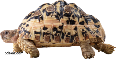 صورة سلحفاة عالية الدقة حيوان سلحفاة لون ابيض Turtle png