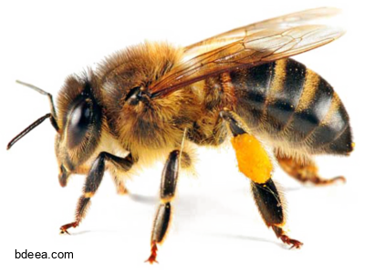 صورة نحلة عالية الدقة بدون خلفية انثى نحلة حشرة Yellow Bee PNG