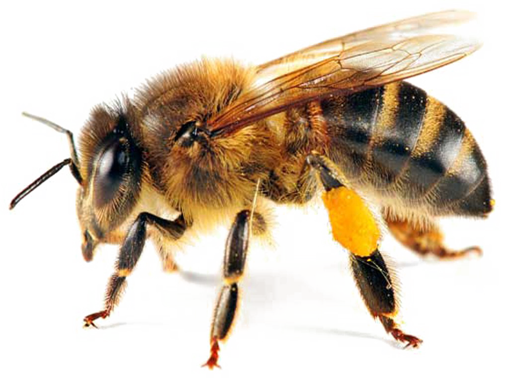 صورة نحلة عالية الدقة بدون خلفية انثى نحلة حشرة Yellow Bee PNG