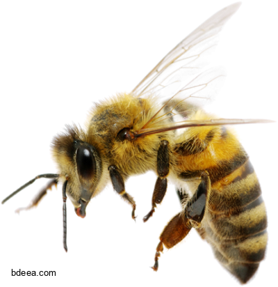 صورة نحلة حقيقة عالية الدقة بدون خلفية Bee PNG