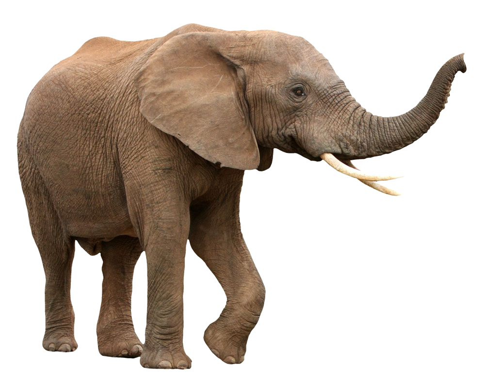 صورة فيل كبير حقيقي بدون خلفية فيل رمادي كبير Elephant African png