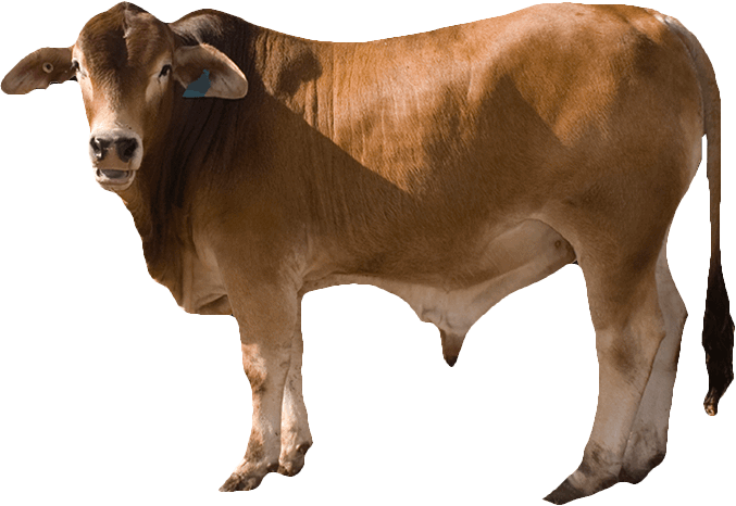 صورة بقرة بنية كبيرة عالية الدقة لون بني بدون خلفية Brown Cow png