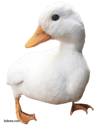 صورة بطة بيضاء صور طائر البط عالية الدقة White Duck PNG