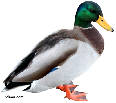 صورة بطة طائر البط حقيقية عالية الدقة Duck png