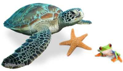 صورة سلحفاة بحرية مع كائنات بحرية نجمة البحر Sea Turtle png