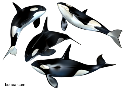صور الحوت القاتل اسود وابيض ضخم حوت في البحر Cetacea PNG