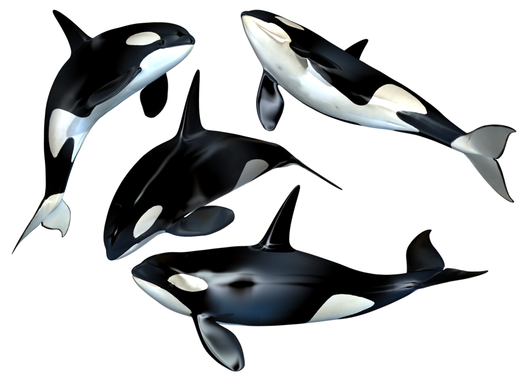 صور الحوت القاتل اسود وابيض ضخم حوت في البحر Cetacea PNG