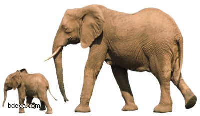 صورة فيلة كبيرة مع فيل صغير بيبي فيلة وابنها African Mom Baby Elephant