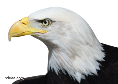 صورة رأس نسر كبير صور طائر النسر مهيب Bald Eagle png