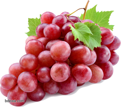 صورة قطف عنب احمر فاكهة العنب بدون خلفية عالية الدقة red grapes png