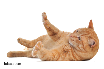 صورة قطة ذهبية تلعب على الارض قطة اليفة  Golden Kitten PNG