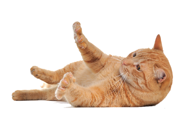 صورة قطة ذهبية تلعب على الارض قطة اليفة  Golden Kitten PNG