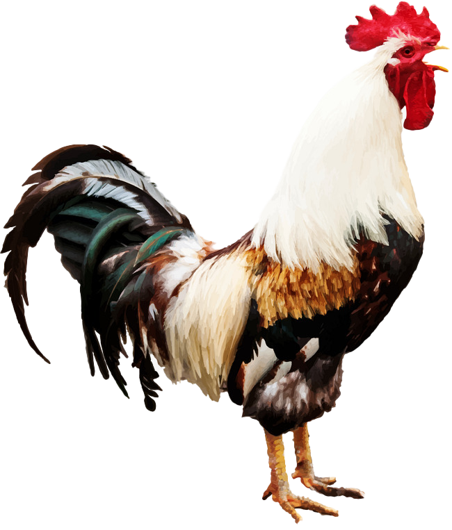 صورة ديك ملون ابيض مميز عالية الدقة Colored Cock PNG