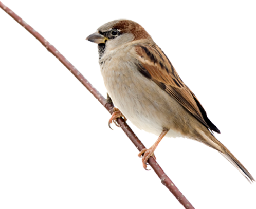 صورة عصفور عادي دويري بني بدون خلفية Sparrow PNG