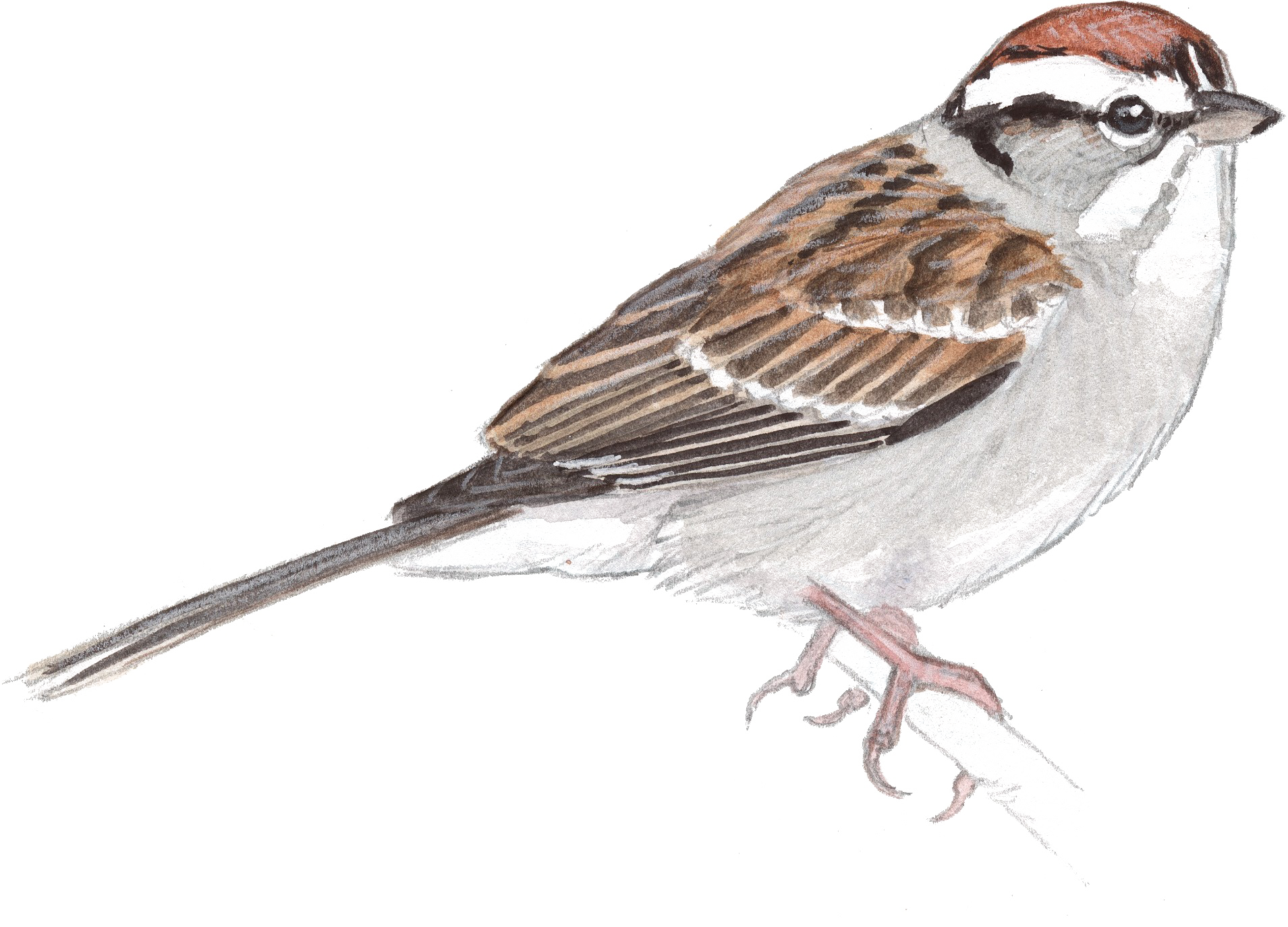 صورة عصفور دويري رسم يدوي عالية الدقة Sparrow PNG