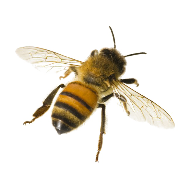 صورة انثى نحلة عالية الدقة بدون خلفية Bee PNG