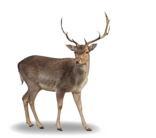صورة غزال الباراسينغا غزال المستنقعات Barasingha Deer PNG